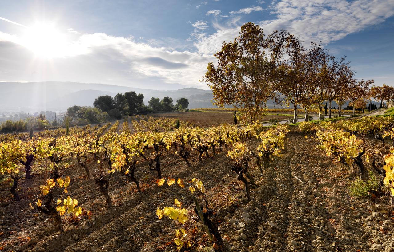 vinyes de primavera