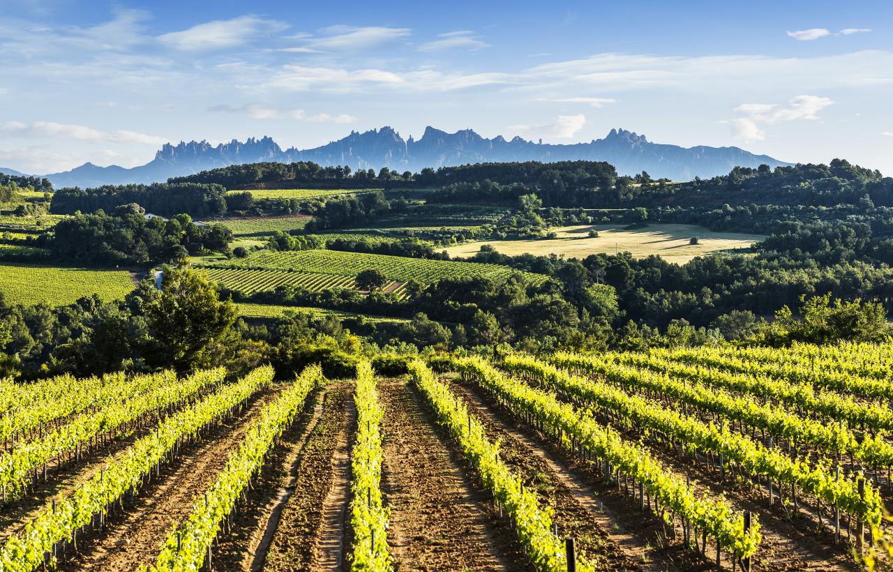 Penedès Turisme 