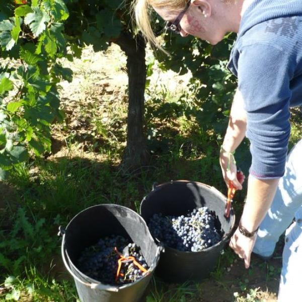 Viu la Verema tradicional al Penedès.