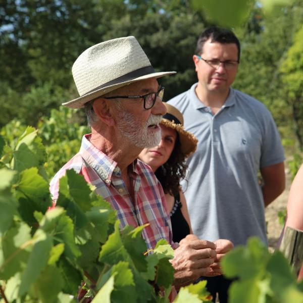 Cava Guilera: tast de raïms entre vinyes amb Pere Guilera