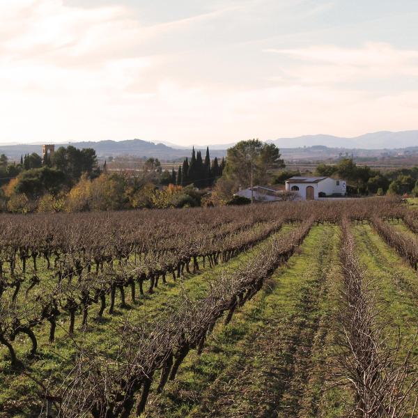 Cava Guilera. Pequeña bodega familiar del Penedès. Cava de guarda superior, turismo cultural sostenible y estación de tren renfe a 10 minutos caminando.