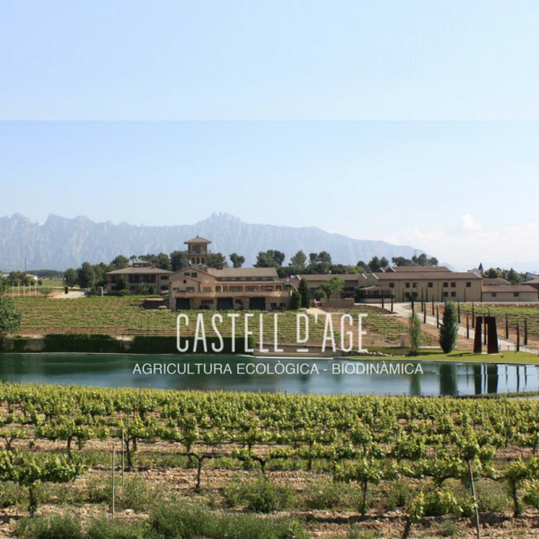 Vinyards - Viñedo - Vinya