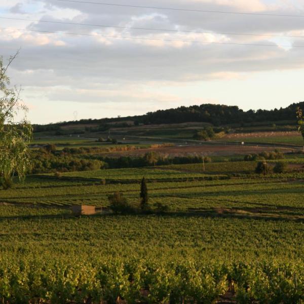Vinyes