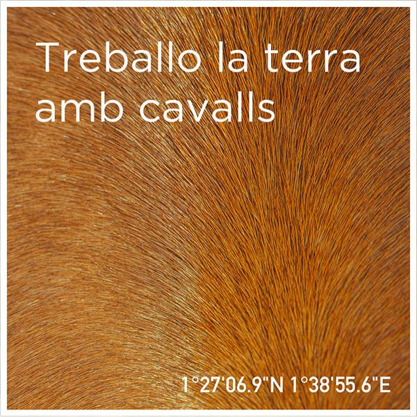 El Secret del Bernat. Treballo la terra amb cavalls