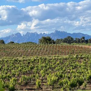 TEMPS DE VEREMA A UNA VINYA DE PARATGE