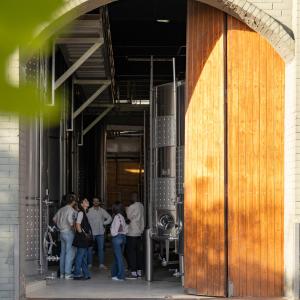 TEMPS DE VEREMA A UNA VINYA DE PARATGE
