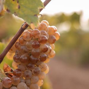 TARDAVI DE VEREMA – UNA EXPERIÈNCIA PER ALS SENTITS TAST A CEGUES, MÚSICA EN VIU I GASTRONOMIA ENTRE VINYES