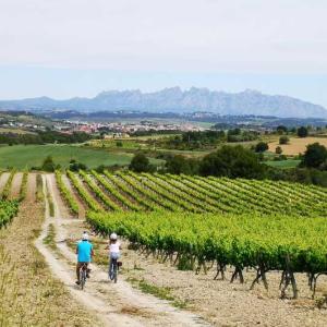 RUTA EN BICI ENTRE VINYES 