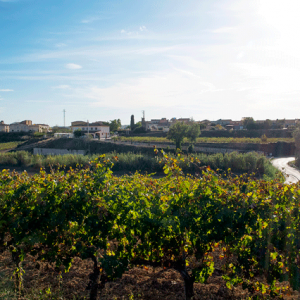Benvinguts a Pagès. Passejada entre vinyes i visita a l’obrador de melmelades de raïm Vinyet. 