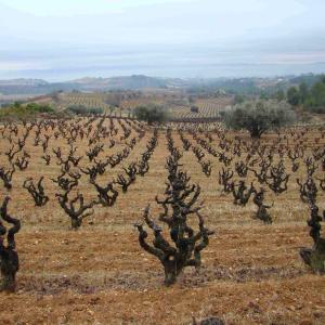 Visita a celler i menú al restaurant 
