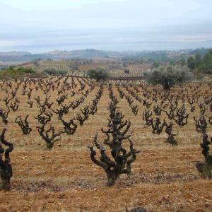 visita a celler amb tas de vins 