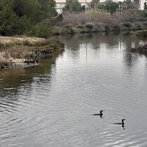 Visites guiades a la desembocadura del riu Foix