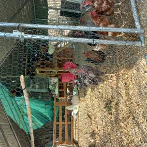 Menú Calçotada