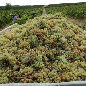 Verema: tast de raïms i picnic gourmet entre vinyes