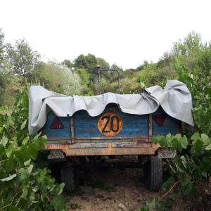 Verema: tast de raïms i picnic gourmet entre vinyes