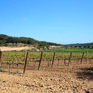 visita a celler amb tas de vins 