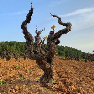 Visita al celler, menú degustació amb maridatge de vins