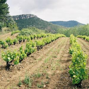 Visita al celler, menú degustació amb maridatge de vins