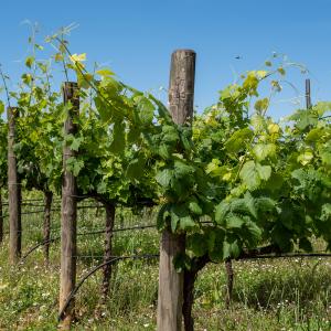 Xarel·lo Vineyard in Castellet i la Gornal, Penedès. 