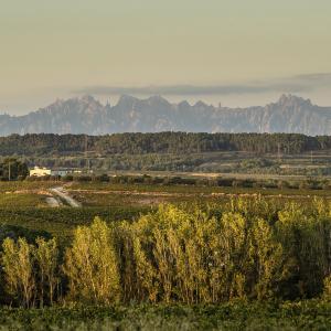 Visita al celler