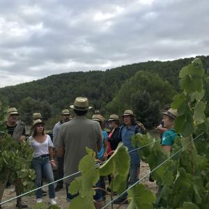 II Jornada de Verema i Trepitjat de Raïm, al Penedès de Muntanya!