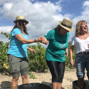 II Jornada de Verema i Trepitjat de Raïm, al Penedès de Muntanya!