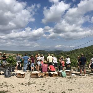 II Jornada de Verema i Trepitjat de Raïm, al Penedès de Muntanya!