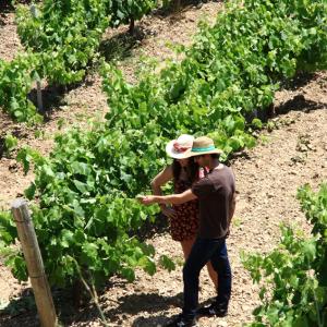 Ruta en bici i tast de vins al Penedès 