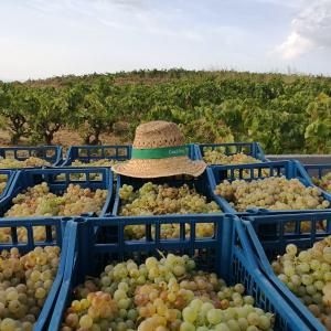 Verema i tast de Raïm a les Vinyes de Cuscó Berga