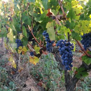 Verema i tast de Raïm a les Vinyes de Cuscó Berga