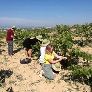 Verema i tast de Raïm a les Vinyes de Cuscó Berga