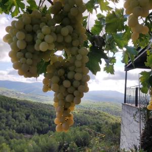 Origen Penedès-Garraf