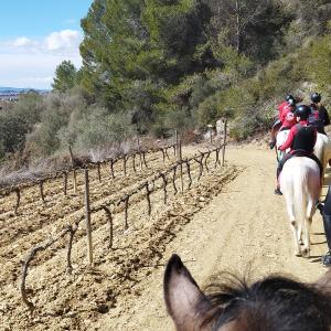 A cavall entre vinyes