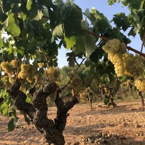 Visita Natura amb esmorzar a Segura Viudas
