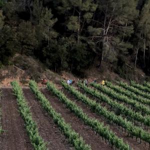 Barbacoa, Cava i la poda en verd