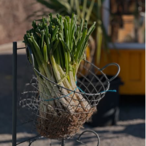 Calçotada a La Manela