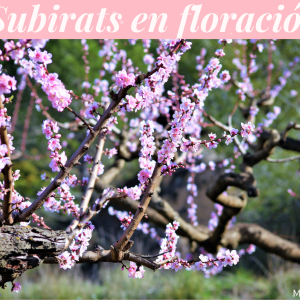 Passejades guiades per la terra del Préssec d’Ordal - Floració