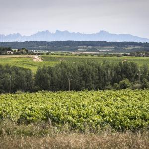 Visita al celler