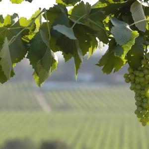 Visita i tast. Celler familiar al cor del Penedès Jané Santacana