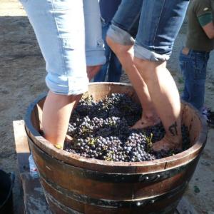 VEREMA VIVA , viu una tradició al cor del Penedès