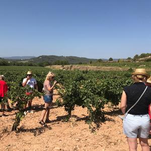 RUTA AMB MEHARI PER LA VINYA & TAST DE 3 PRODUCTES & VISITA LA CELLER