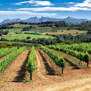 Visita a celler amb tast de vins i calçotada 