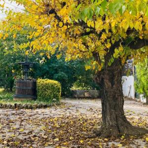 Jardines Rovellats en el otoño