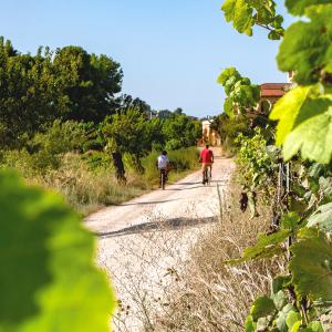 Tour Autoguiat a cellers amb bicicleta