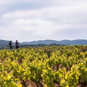 Penedès tour en segway 