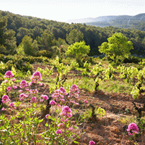 Taller de plantes entre vinyes