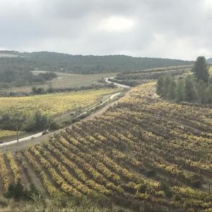 Vinyes