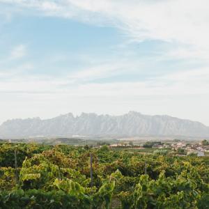 cava caves vins enoturisme visita sant sadurni anoia penedès tast cata