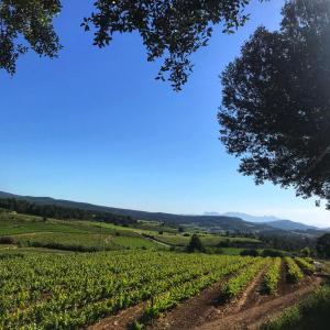 vinya a la finca de Mediona
