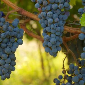 Origen Penedès-Garraf